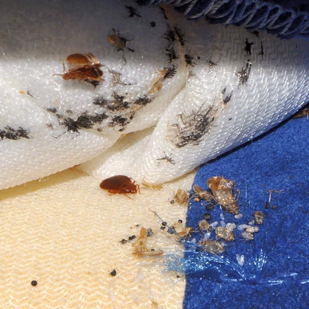 Aparat Contra Plosnitelor si pentru Indepartarea Insectelor si Gandacilor, Dezinfectare și Curatare cu Abur, Polti Sani System Business, Abur pana la 180°C, 2250 W, 4 Bar, Alb/Albastru [6]