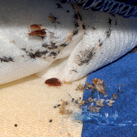 Cimex Eradicator Plus Dispozitiv pentru dezinfestarea ploșnițelor de pat și dezinfecția împotriva virușilor, germenilor și bacteriilor [6]