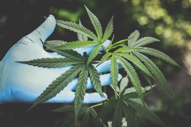 ulei de canabis epilepsie- planta canabis