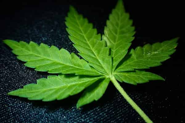 Planta frunza de canabis sativa