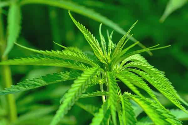Planta frunza de canabis indica
