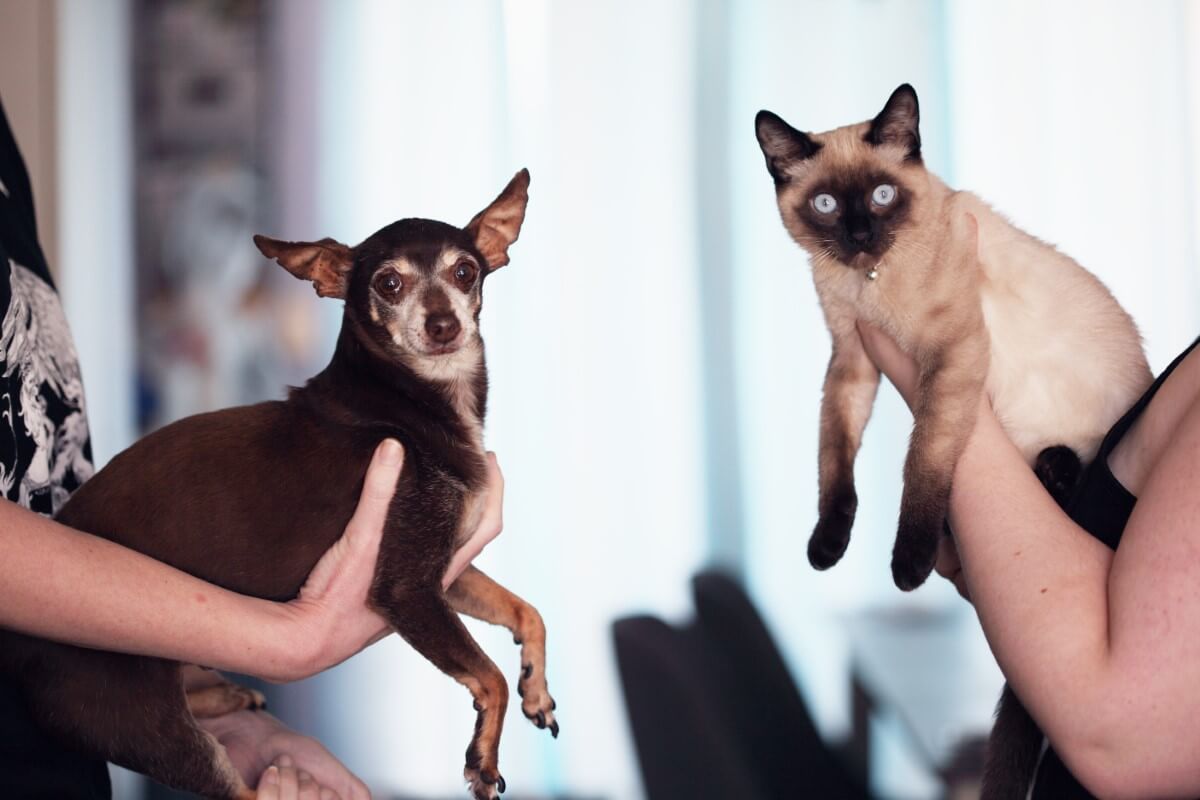 Ulei cbd pentru pisici si alte animale de companie