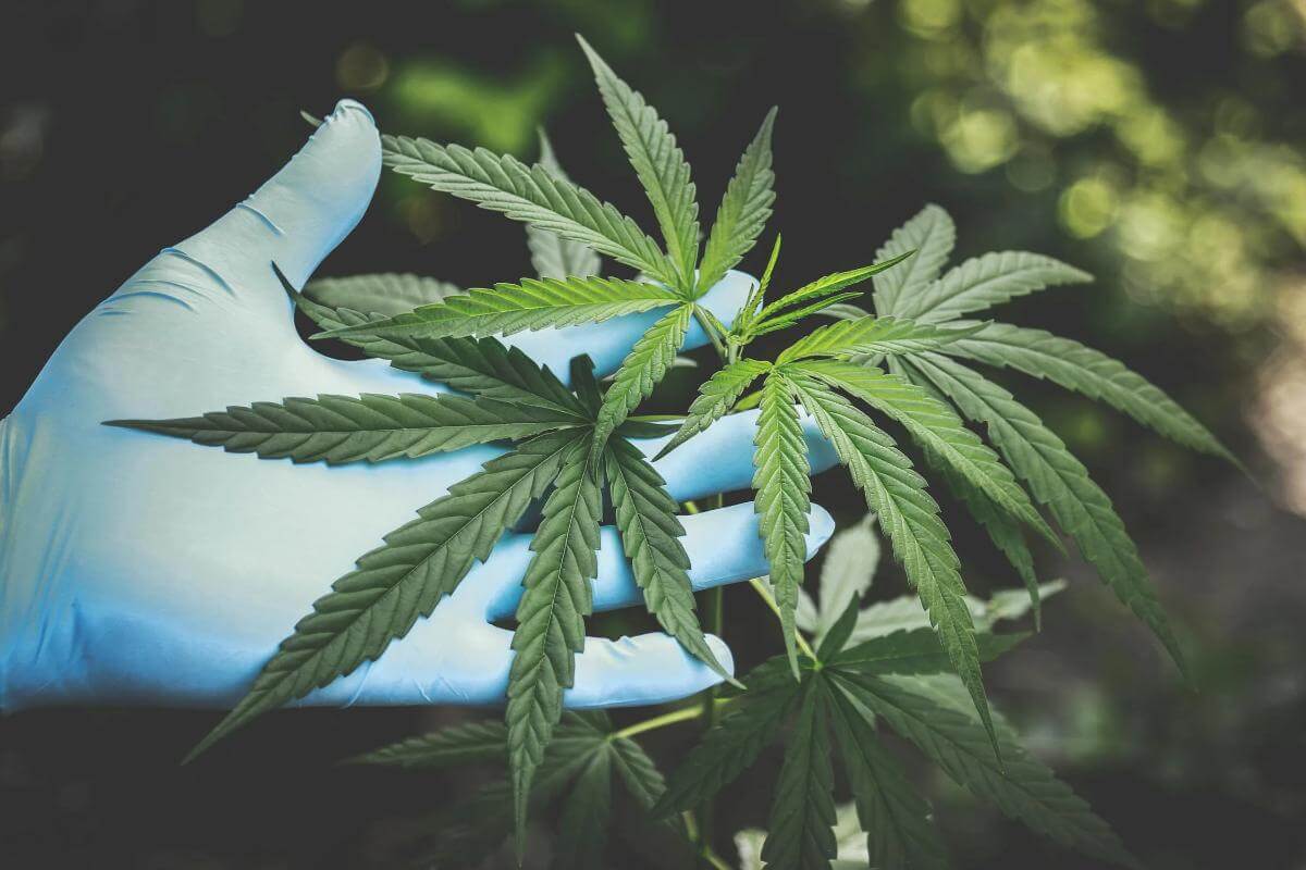 Este CBD-ul legal in Romania?