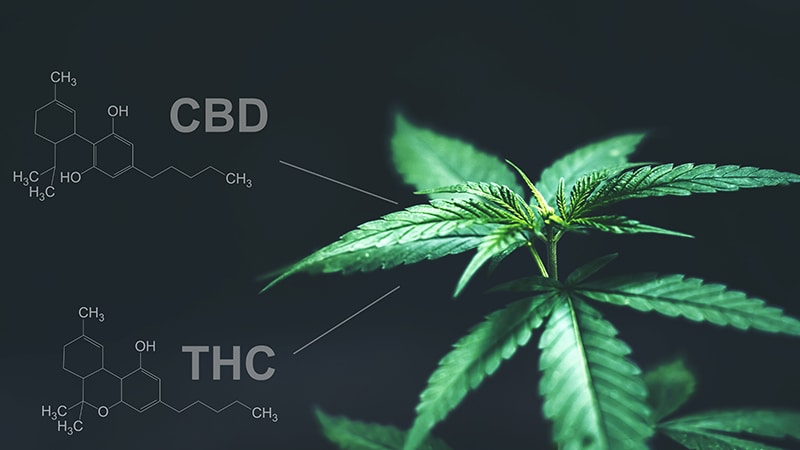 CBD-ul contracarează efectul psihoactiv al THC-ului?