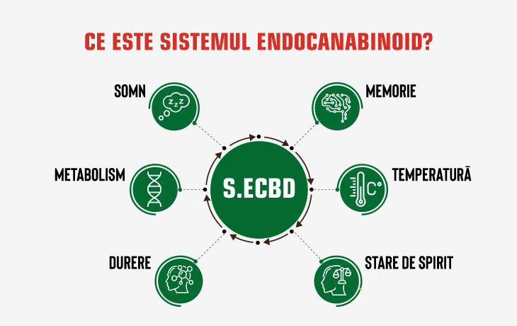 Ce este sistemul endocannabinoid?