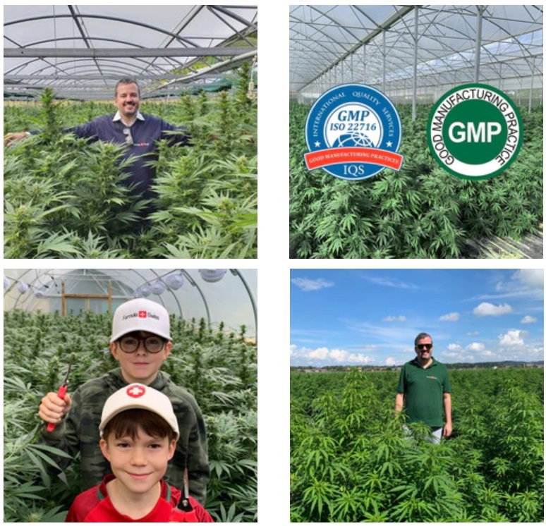 Ferma plante de canabis Formula Swiss Elvetia