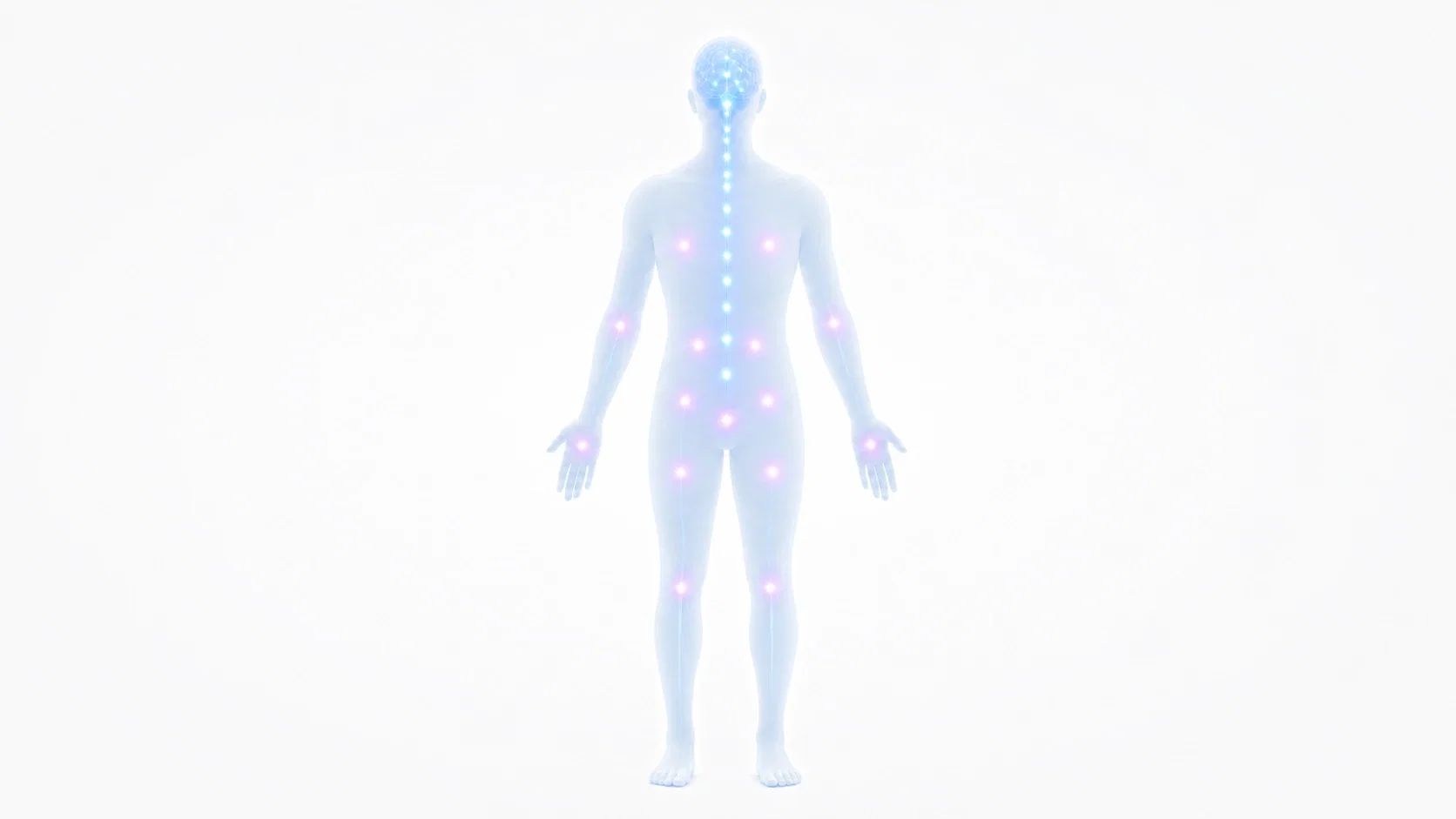Ilustrație a corpului uman cu puncte luminoase care reprezintă receptorii sistemului endocanabinoid