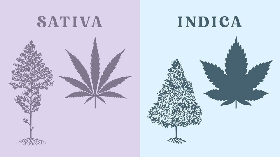 Sativa vs. indica - o dezbatere fara sens?