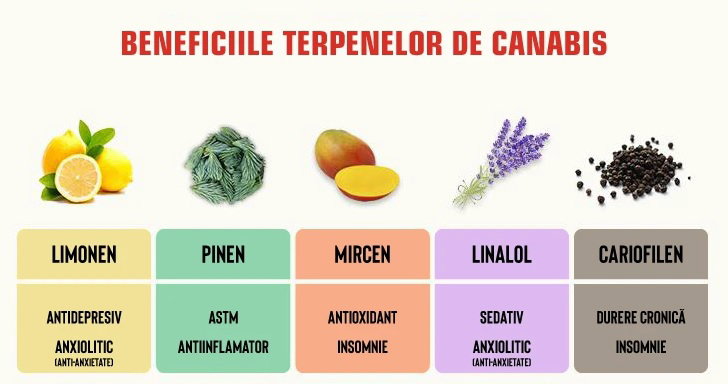 Ce sunt terpenele?