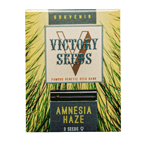Seminte Canabis Amnesia Haze Feminized [1]