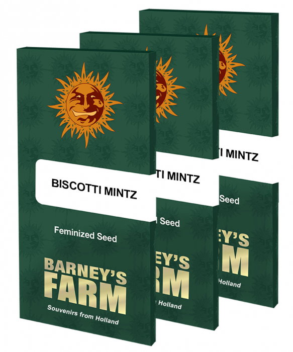 Biscotti Mintz Feminized, 5 seminte [1]