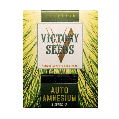 Seminte Cannabis Auto Amnesium Feminized [1]