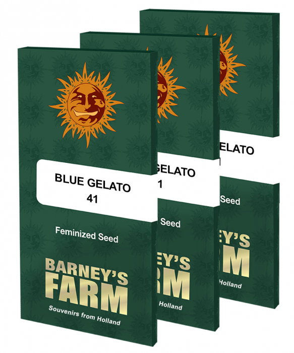 Seminte Canabis Blue Gelato 41 Feminized, 5 seminte [1]