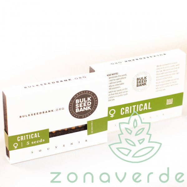 Seminte Canabis Critical Feminized [1]