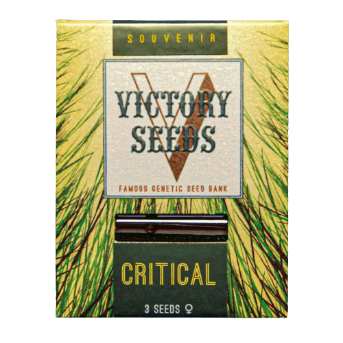 Seminte Canabis Critical Feminized [1]