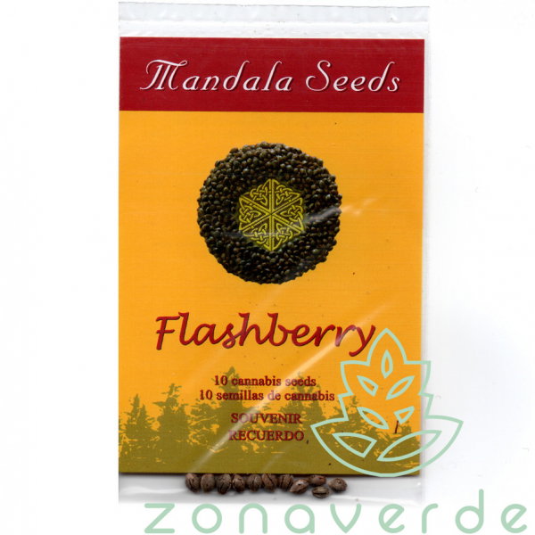 Seminte Canabis Flashberry Regular, 10 seminte [1]