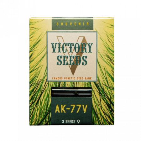 Seminte Feminizate - Seminte Canabis AK-77V Feminized