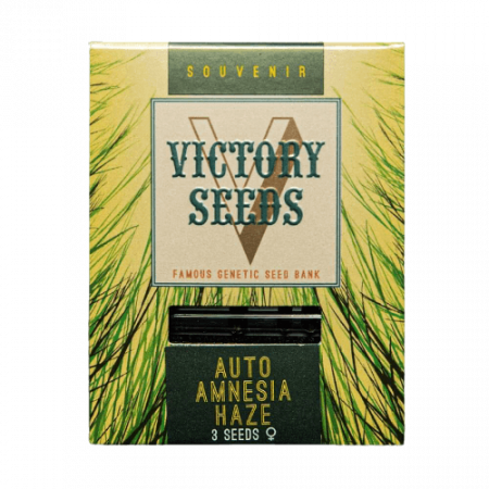 Seminte Autoflower - Seminte Cannabis Auto Amnesia Haze Feminized