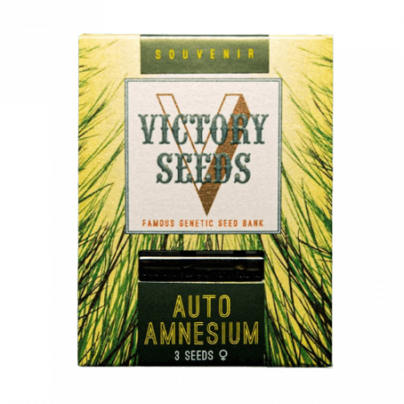 Seminte Autoflower - Seminte Cannabis Auto Amnesium Feminized