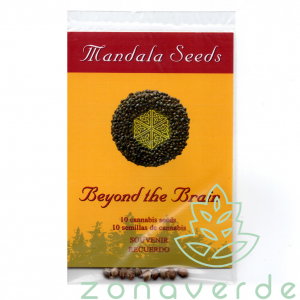 Seminte Cannabis - Seminte Canabis Beyond the Brain Regular, 10 seminte