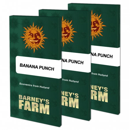 Seminte Feminizate - Banana Punch Feminized, 5 seminte