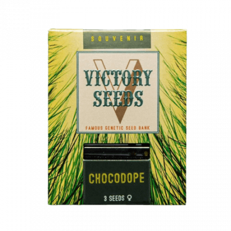 Seminte Feminizate - Seminte Canabis Chocodope Feminized