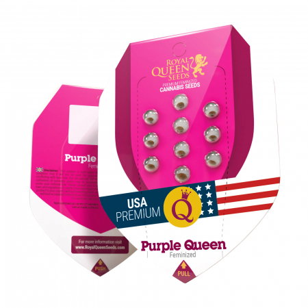 Seminte Feminizate - Seminte Canabis Purple Queen USA Feminized, 5 seminte