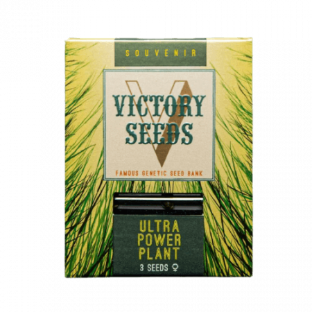 Seminte Feminizate - Seminte Canabis Ultra Power Plant Feminized