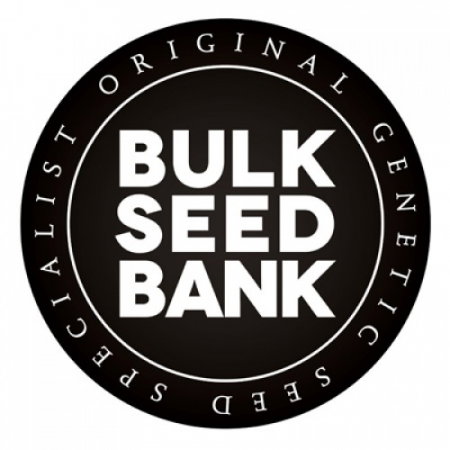 Seminte Cannabis - Auto Hell Bells OG Feminized