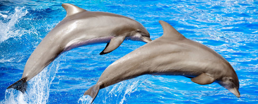 doi delfini care sar in ocean
