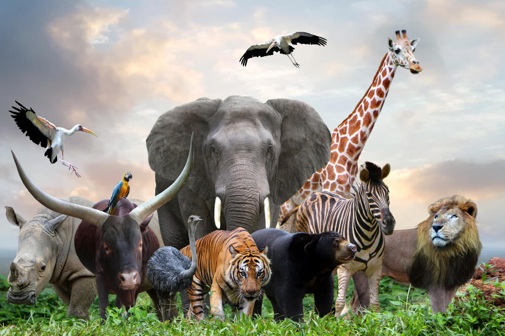 mai multe animale salbatice la un loc precum elefant, zebra, tigru, leu, strut, rinocer, etc.
