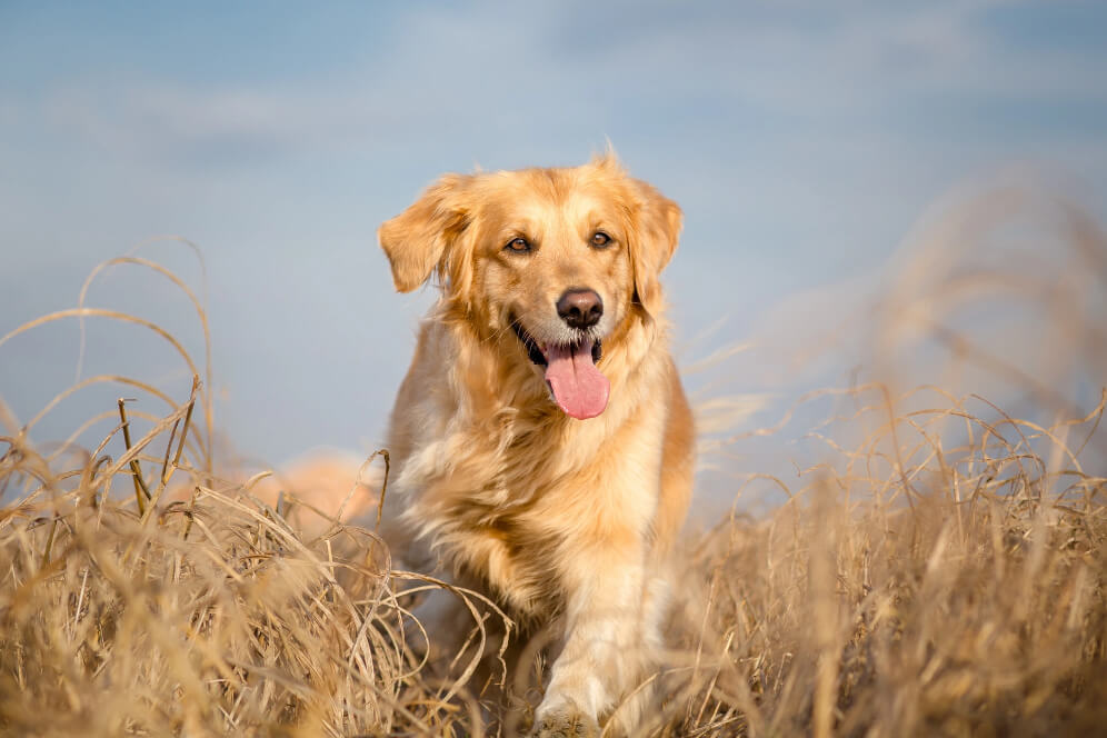 labrador care alearga pe o pajiste