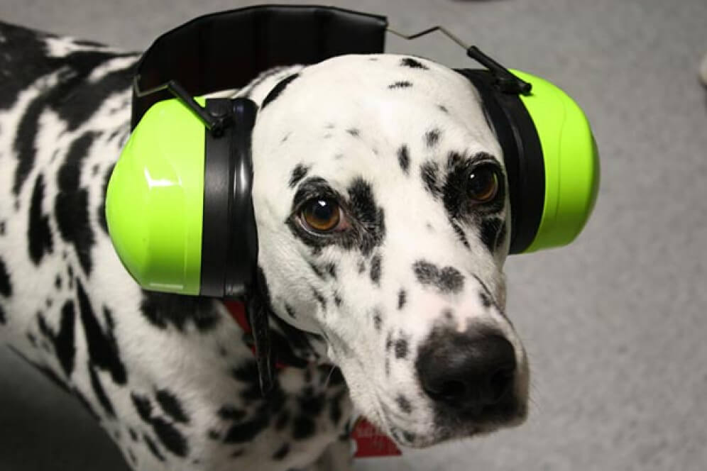 caine rasa dalmatian cu casti antifonice pe cap