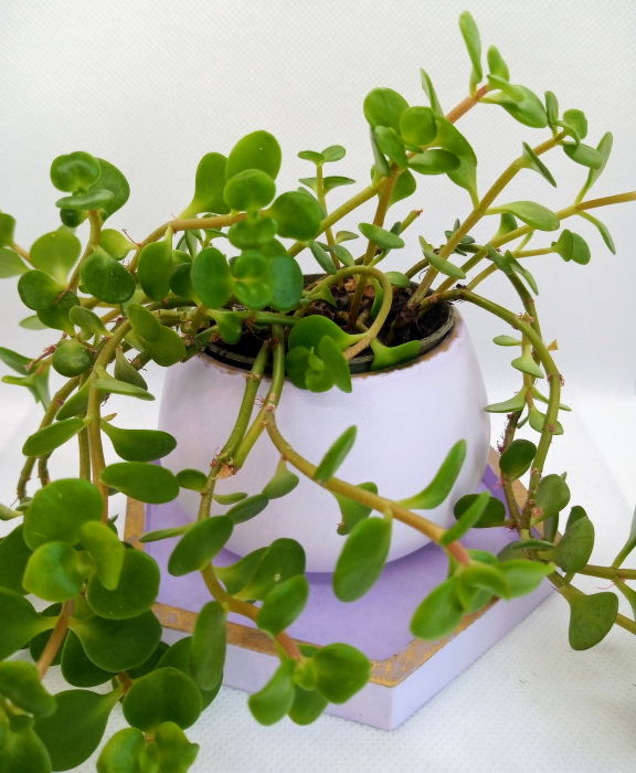 Set Chic mov/auriu [6]