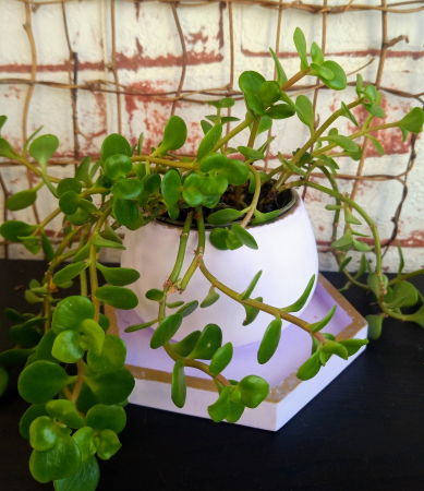 Set Chic mov/auriu [1]