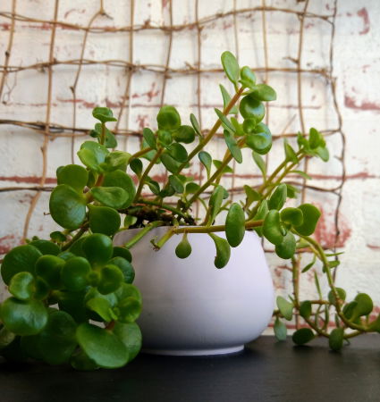 Set Chic mov/auriu [3]