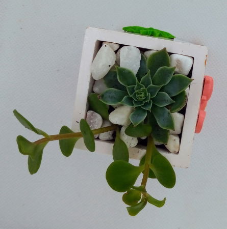 Set decorativ  "Pisicute" [11]