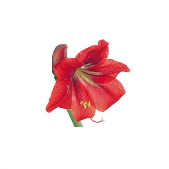 Crin Amaryllis Petale - Decupator Inox si Mulaj Silicon 12 x 6 cm, Set 3 Buc [2]
