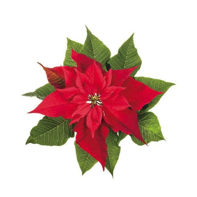 Floare de Craciun - Decupator Inox si Mulaje Silicon 6.5 x 5 cm, Set 3 Buc [2]