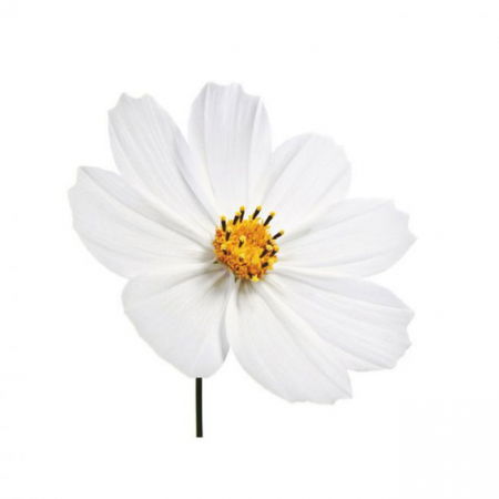 Ustensile Decor Pasta de Zahar - Floare Cosmos - Decupator Inox si Mulaj Silicon Ø 4 cm, Set 3 Buc