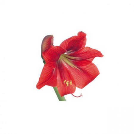 Ustensile Decor Pasta de Zahar - Crin Amaryllis Petale - Decupator Inox si Mulaj Silicon 12 x 6 cm, Set 3 Buc
