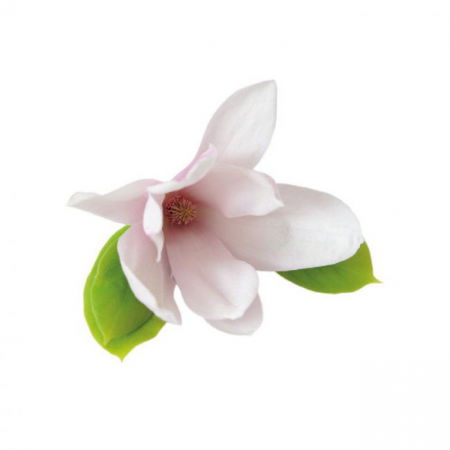 Ustensile Decor Pasta de Zahar - Floare de Magnolie - Decupator Inox si Mulaj Silicon 7 x 3 cm, Set 3 Buc