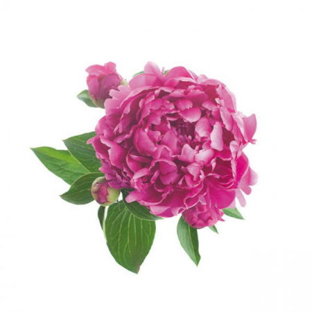 Ustensile Decor Pasta de Zahar - Bujor Frunze - Decupatoare Inox si Mulaje Silicon Ø 8 si 9 cm, Set 6 Buc