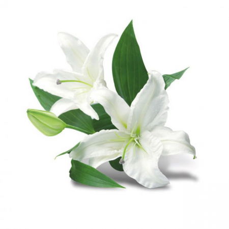 Ustensile Decor Pasta de Zahar - Crin Frunze - Decupator Inox si Mulaj Silicon 8 x 2 cm, Set 3 Buc