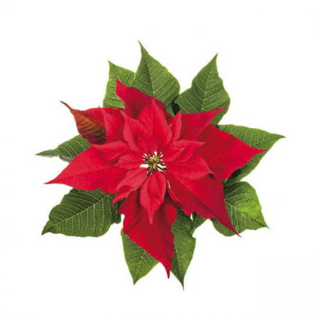 Ustensile Decor Pasta de Zahar - Floare de Craciun - Decupator Inox si Mulaje Silicon 6.5 x 5 cm, Set 3 Buc