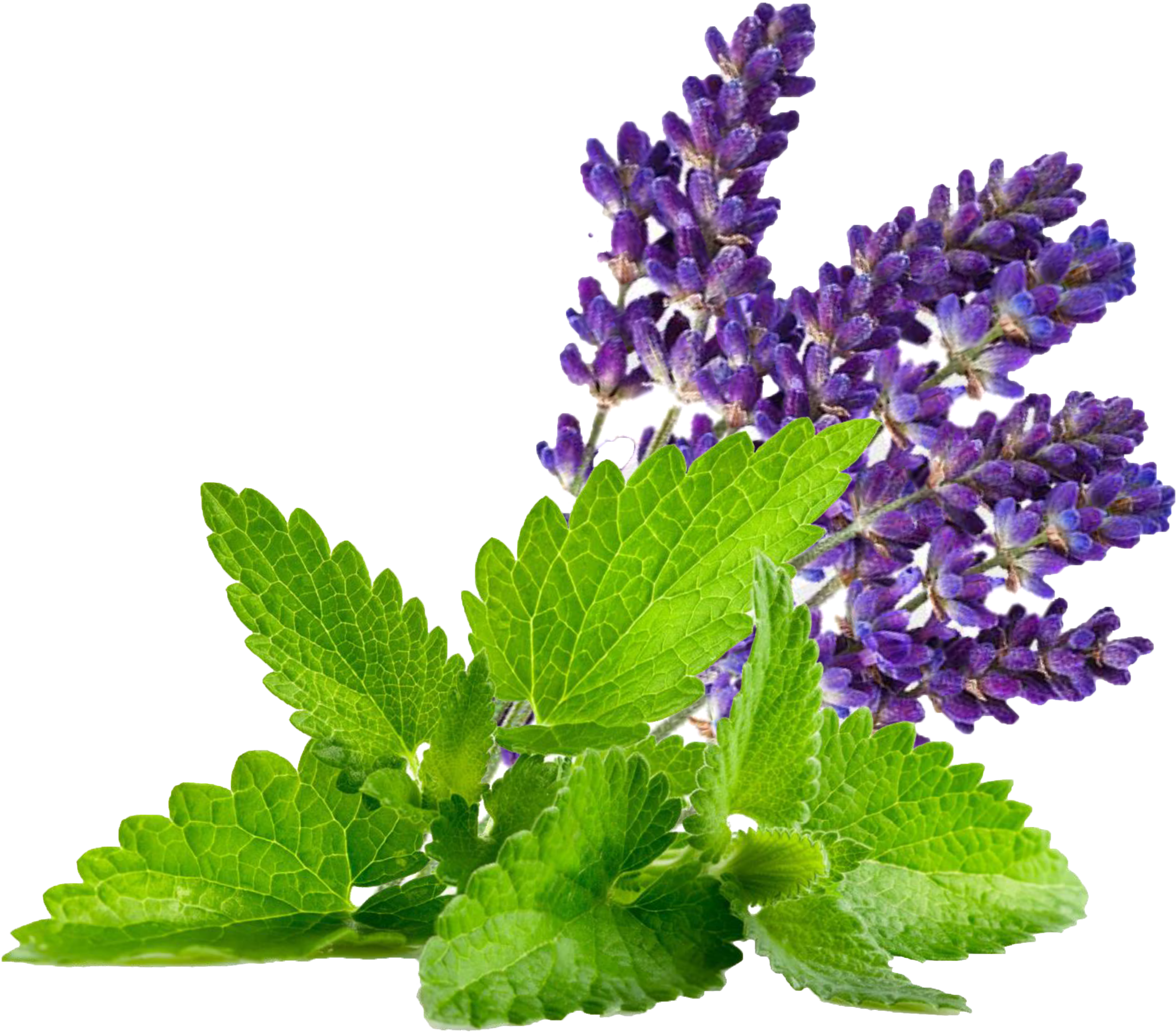 Aromatic Lavender Bouquet