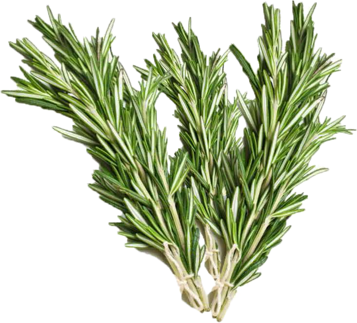 Rosemary