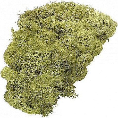 KP MUSCHI 50GR VERDE ISLANDA DESCHIS 6694420 [1]