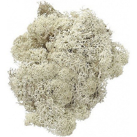 KP MUSCHI 50GR ALB 6694977 [1]