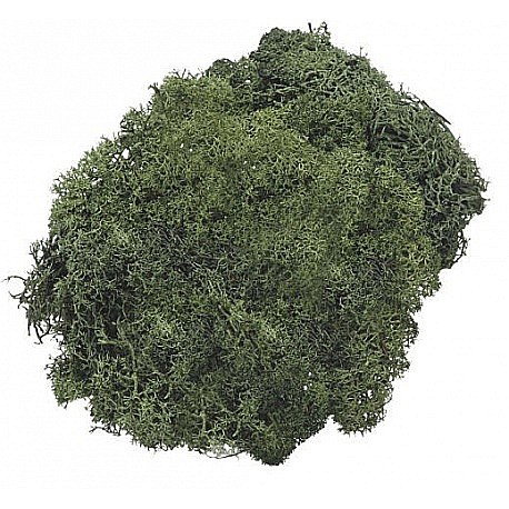 KP MUSCHI 50GR VERDE ISLANDA INCHIS 6694462 [1]